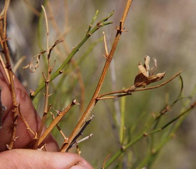 Psoralea oreopola, photographed by Tony Rebelo