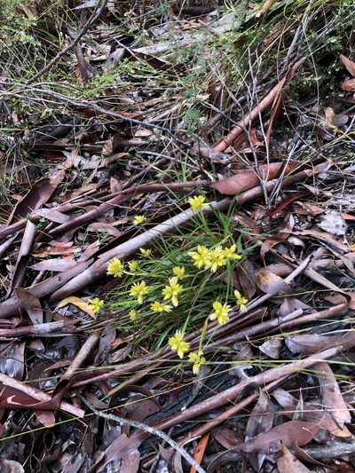 Conostylis setigera, photographed by dizzyurid