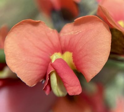 Sphaerolobium grandiflorum, photographed by pimelea