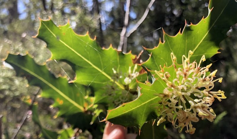 Hakea amplexicaulis, photographed by dizzyurid