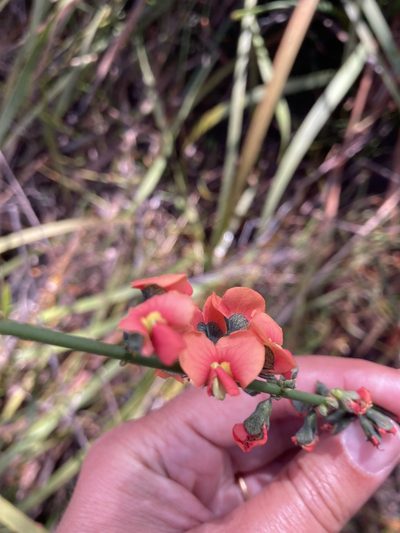 Sphaerolobium grandiflorum, photographed by pimelea