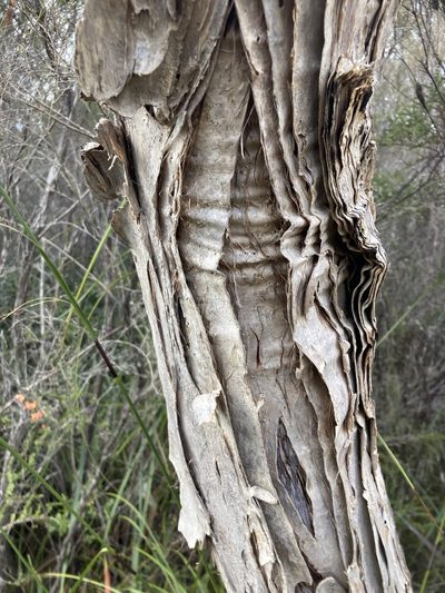 Melaleuca preissiana, photographed by pimelea