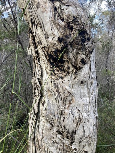 Melaleuca preissiana, photographed by pimelea