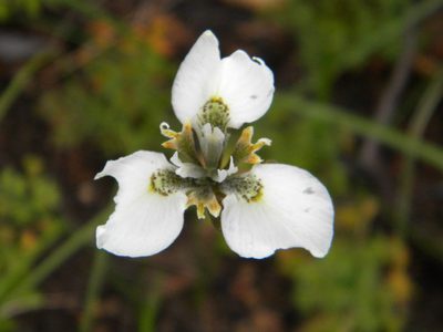Moraea tricuspidata, photographed by Tim Kirsten