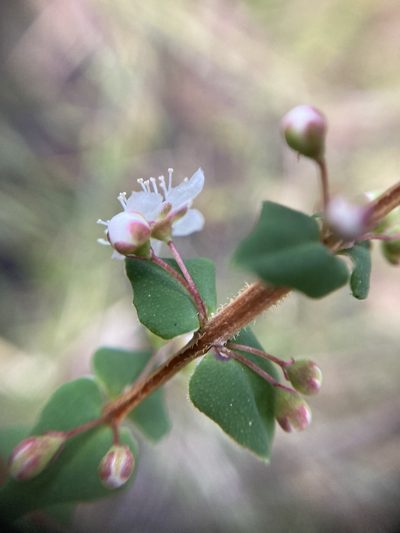 Hypocalymma cordifolium, photographed by pimelea
