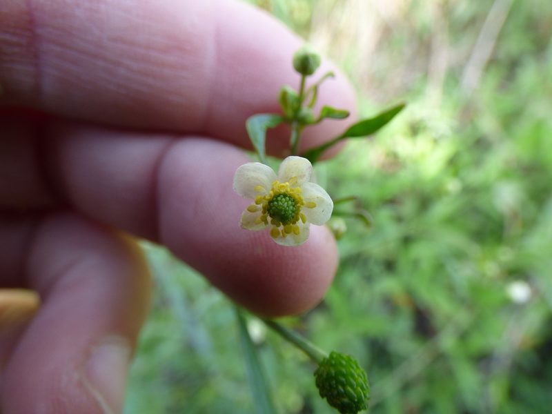 Ranunculus apiifolius, photographed by María Zeta
