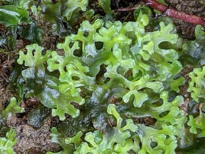 Apopellia endiviifolia, photographed by Dan Wrench