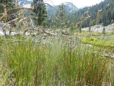 Carex hoodii, photographed by Matt Lavin