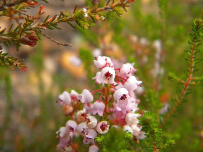 Erica curvirostris, photographed by Tim Kirsten