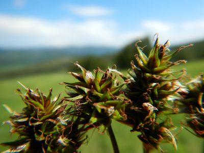 Carex hoodii, photographed by Matt Lavin