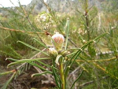 Leucospermum lineare, photographed by Tim Kirsten