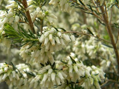 Erica afra, photographed by Tim Kirsten