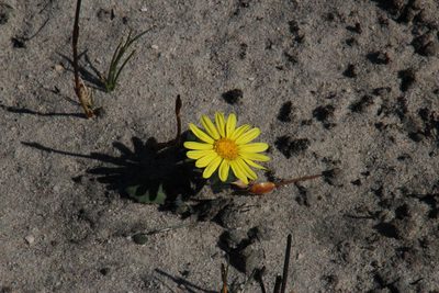 Othonna oleracea, photographed by Tony Rebelo