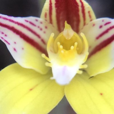 Caladenia flava, photographed by dizzyurid