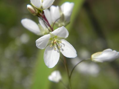 Heliophila meyeri, photographed by Tim Kirsten