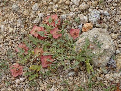 Grielum humifusum, photographed by Peter Warren