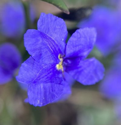 Dampiera linearis, photographed by pimelea