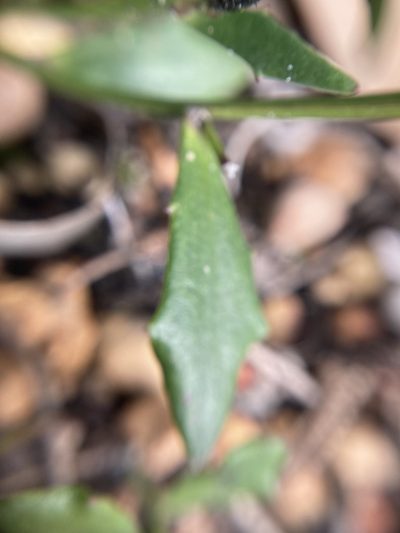 Dampiera linearis, photographed by pimelea