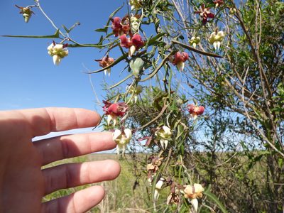 Araujia angustifolia, photographed by María Zeta