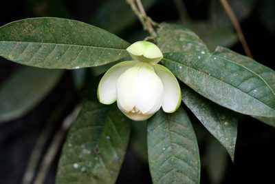 Magnolia coco, photographed by Shawn O'Donnell