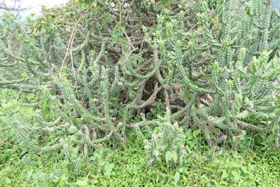 Euphorbia neriifolia, photographed by Dinesh Valke