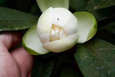Magnolia coco, photographed by Shawn O'Donnell