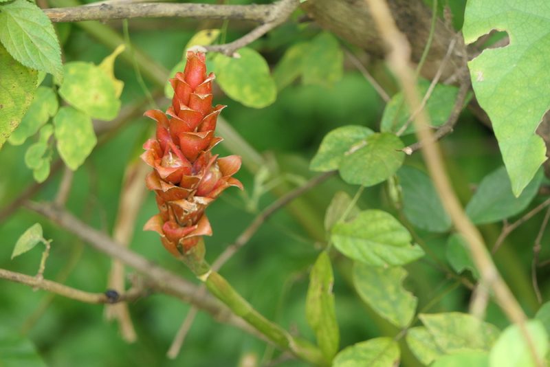 Zingiber neesanum, photographed by Dinesh Valke