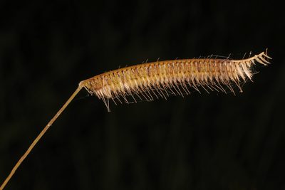 Ctenium aromaticum, photographed by Judy Gallagher