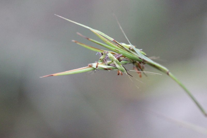 Cymbopogon goeringii, photographed by Agnes Trekker