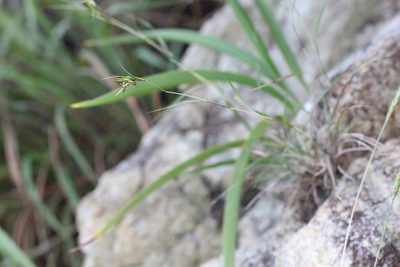 Cymbopogon goeringii, photographed by Agnes Trekker