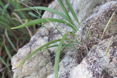 Cymbopogon goeringii, photographed by Agnes Trekker