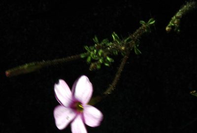 Oxalis giftbergensis, photographed by Tony Rebelo