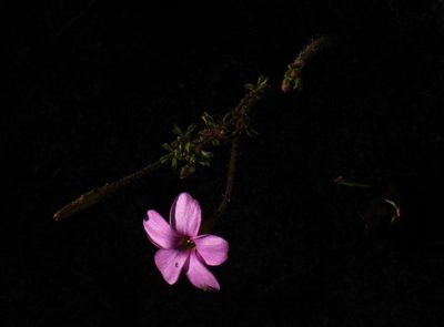 Oxalis giftbergensis, photographed by Tony Rebelo