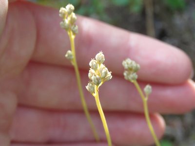 Tofieldia pusilla, photographed by Erin Springinotic
