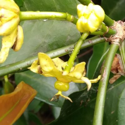 Cavacoa aurea, photographed by Rosemary Harrison