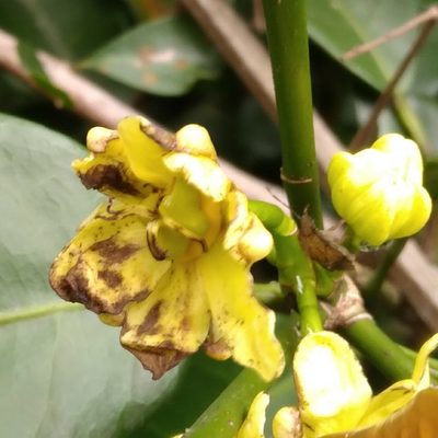 Cavacoa aurea, photographed by Rosemary Harrison