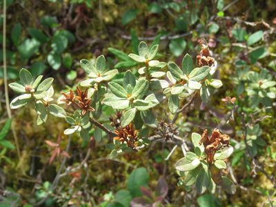 Rhododendron lapponicum, photographed by Erin Springinotic