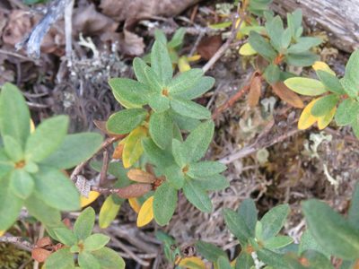 Rhododendron lapponicum, photographed by Erin Springinotic