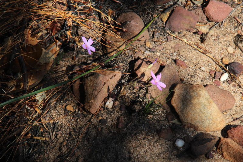 Oxalis giftbergensis, photographed by Tony Rebelo