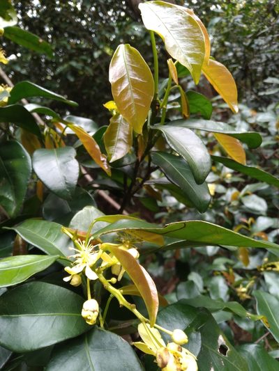 Cavacoa aurea, photographed by Rosemary Harrison