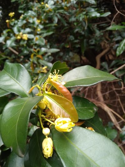 Cavacoa aurea, photographed by Rosemary Harrison