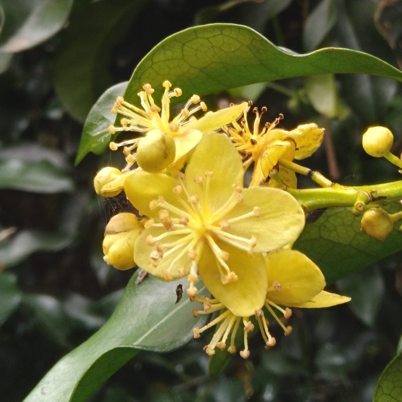 Cavacoa aurea, photographed by Rosemary Harrison