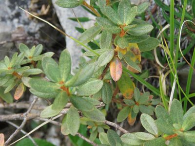 Rhododendron lapponicum, photographed by Erin Springinotic