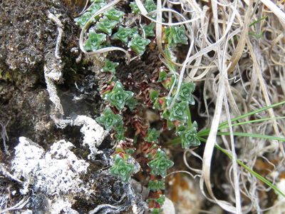 Saxifraga oppositifolia, photographed by Erin Springinotic