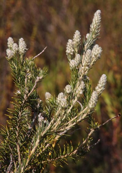 Phylica villosa, photographed by Tony Rebelo
