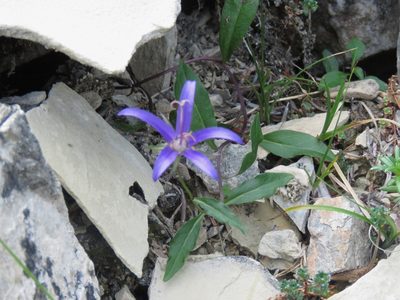Campanula aurita, photographed by Erin Springinotic