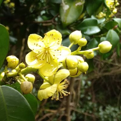 Cavacoa aurea, photographed by Rosemary Harrison