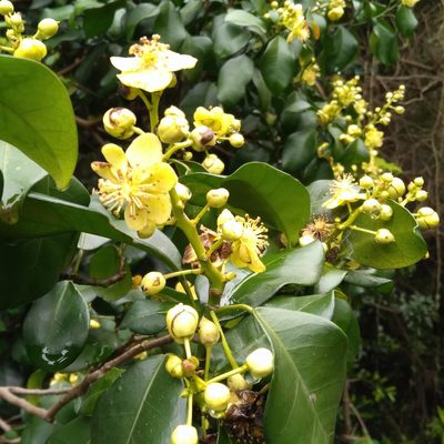 Cavacoa aurea, photographed by Rosemary Harrison