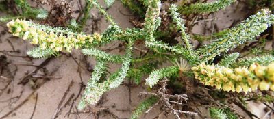Ifloga ambigua, photographed by linkie