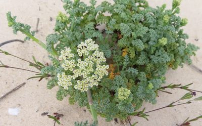 Dasispermum suffruticosum, photographed by linkie